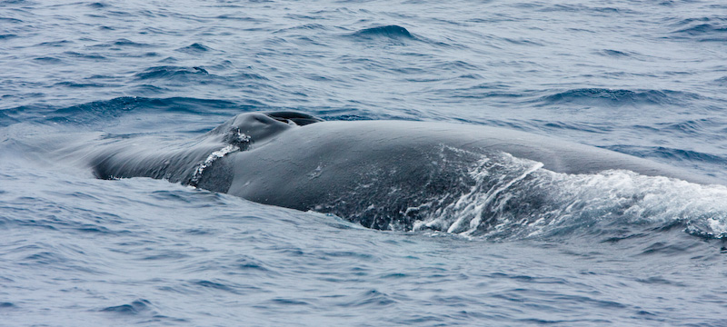 Fin Whale